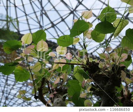 Indian linden tree in the greenhouse 116686850