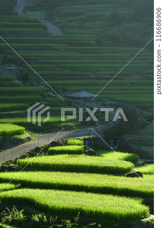 沐浴在早晨陽光下的梯田 116686906