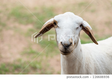 Portrait of white Nubian Goat at meadow. closeup farm animal Portrait of white Nubian Goat at meadow. closeup farm animal 116686936