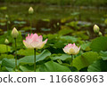 蓮花盛開相當 116686963