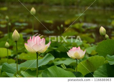 蓮花盛開相當 蓮花盛開相當 116686963
