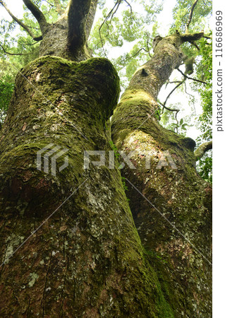 Giant Couple Cedar Trees Giant Couple Cedar Trees 116686969