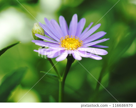 Shion blooming in the shade Shion blooming in the shade 116686970