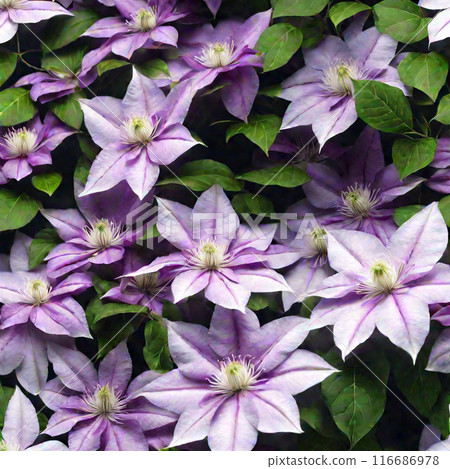 鐵線蓮與紫色的花朵 鐵線蓮與紫色的花朵 116686978