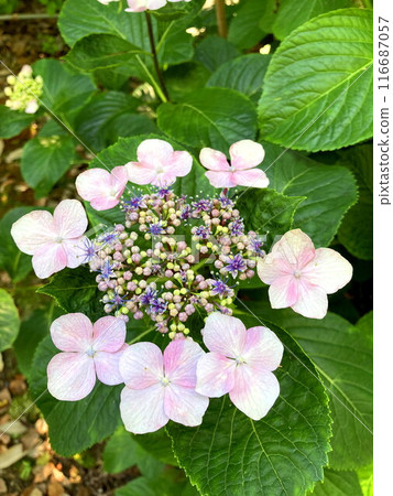 Gaku繡球花變色 116687057