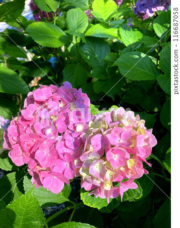 Hydrangea shining in sunny weather 116687058