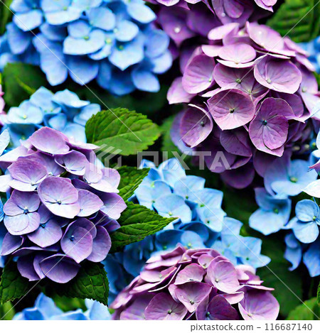Hydrangea blooming in the rainy season 116687140