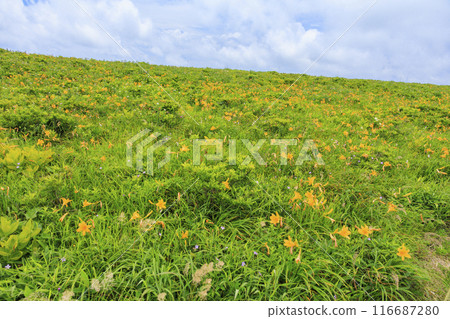 Day lilies bloom on the shoulders of Mt. Kurumayama in Kirigamine Day lilies bloom on the shoulders of Mt. Kurumayama in Kirigamine 116687280