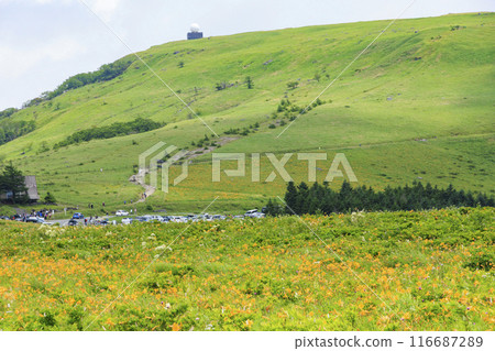 黃花菜盛開的霧峰車磨山肩 116687289
