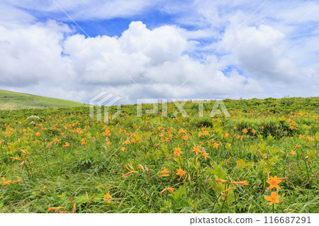黃花菜盛開的霧峰車磨山肩 黃花菜盛開的霧峰車磨山肩 116687291