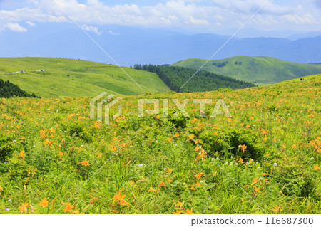 黃花菜盛開的霧峰車磨山肩 116687300