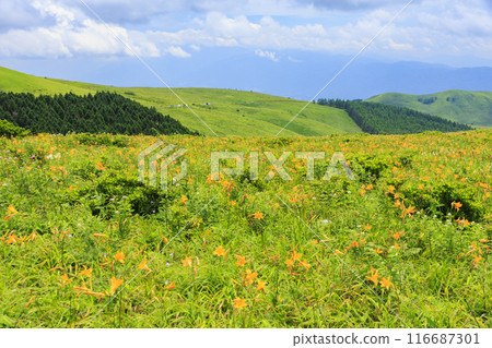 黃花菜盛開的霧峰車磨山肩 黃花菜盛開的霧峰車磨山肩 116687301