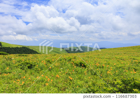 Day lilies bloom on the shoulders of Mt. Kurumayama in Kirigamine Day lilies bloom on the shoulders of Mt. Kurumayama in Kirigamine 116687303