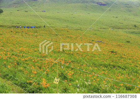 Day lilies bloom on the shoulders of Mt. Kurumayama in Kirigamine 116687308