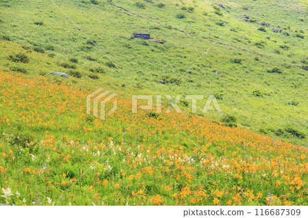 Day lilies bloom on the shoulders of Mt. Kurumayama in Kirigamine 116687309