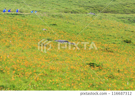 Day lilies bloom on the shoulders of Mt. Kurumayama in Kirigamine 116687312