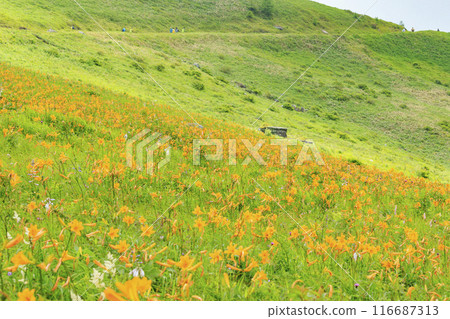 黃花菜盛開的霧峰車磨山肩 116687313