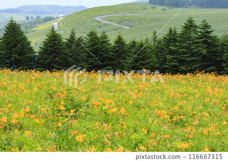 黃花菜盛開的霧峰車磨山肩 黃花菜盛開的霧峰車磨山肩 116687315