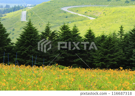 黃花菜盛開的霧峰車磨山肩 116687318