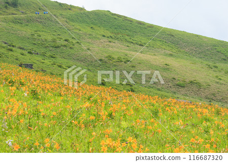 Day lilies bloom on the shoulders of Mt. Kurumayama in Kirigamine 116687320