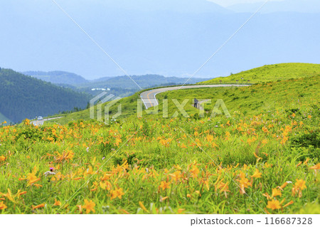 黃花菜盛開的霧峰車磨山肩 黃花菜盛開的霧峰車磨山肩 116687328