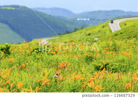 Day lilies bloom on the shoulders of Mt. Kurumayama in Kirigamine Day lilies bloom on the shoulders of Mt. Kurumayama in Kirigamine 116687329