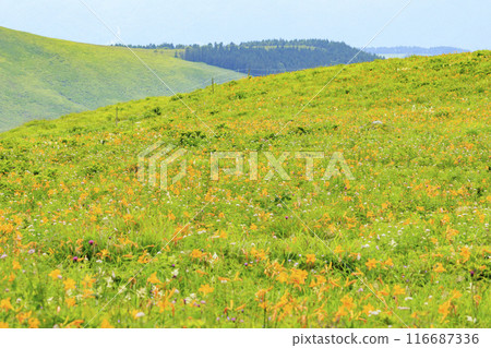 黃花菜盛開的霧峰車磨山肩 116687336