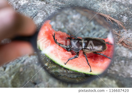 Observing a rhinoceros beetle with a magnifying glass Observing a rhinoceros beetle with a magnifying glass 116687420
