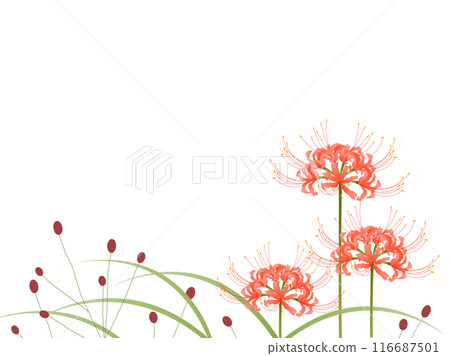 Red spider lily, red spider lily, grass Red spider lily, red spider lily, grass 116687501