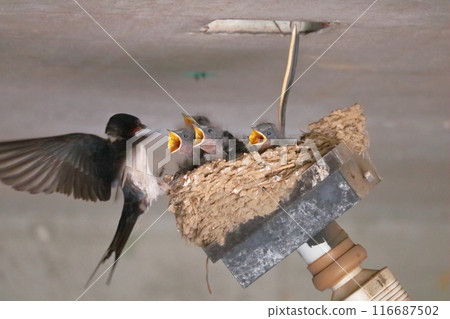 Feeding swallow parents and chicks Feeding swallow parents and chicks 116687502