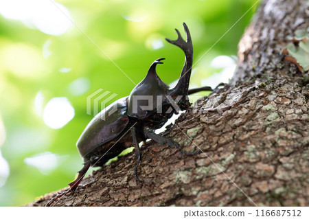 Beetle sticking to trees Beetle sticking to trees 116687512