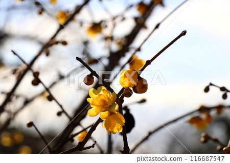 Ruby flowers telling the spring Ruby flowers telling the spring 116687547