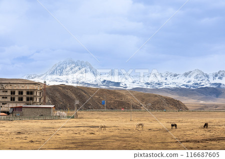 Mount Yala is one of the four holy mountains in the Garze Tibetan Autonomous Prefecture, China. This view is from the West side from Tagong grassland. Mount Yala is one of the four holy mountains in the Garze Tibetan Autonomous Prefecture, China. This view is from the West side from Tagong grassland. 116687605