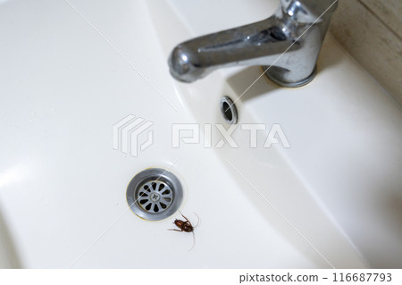 Cockroach in the sink, contrast of cleanliness and something disgusting 116687793