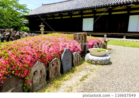 Gangoji Temple: View of the Zen room building through the azalea plants in the temple grounds, Nara City, Nara Prefecture 116687849