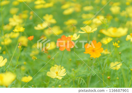 Lemon yellow and orange cosmos background 116687901