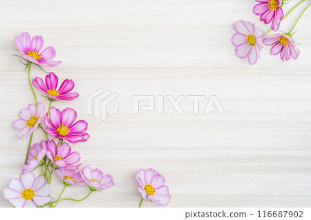 Cosmos flower frame on wood background 116687902