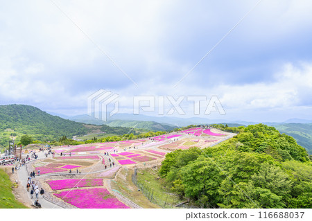The moss phlox fields of Chausuyama Plateau (Aichi Prefecture) bloom magnificently under a sky filled with dynamic clouds. The moss phlox fields of Chausuyama Plateau (Aichi Prefecture) bloom magnificently under a sky filled with dynamic clouds. 116688037