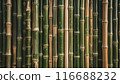 Close-up of dense bamboo forest, showcasing natural textures and patterns of green bamboo stalks. 116688232