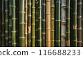Close-up of dense bamboo forest, showcasing natural textures and patterns of green bamboo stalks. 116688233