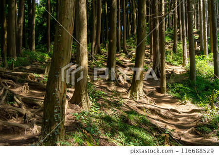 攀登_金剛山 116688529