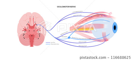 Oculomotor nerve poster 116688625