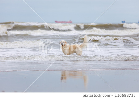 Cute white golden retriever dog fooling around in sea waves Cute white golden retriever dog fooling around in sea waves 116688735