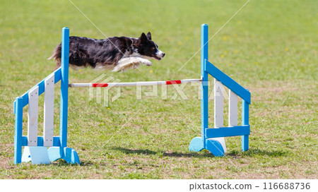 Border Collie jumping over the hurdle on its course in dog agility event Border Collie jumping over the hurdle on its course in dog agility event 116688736