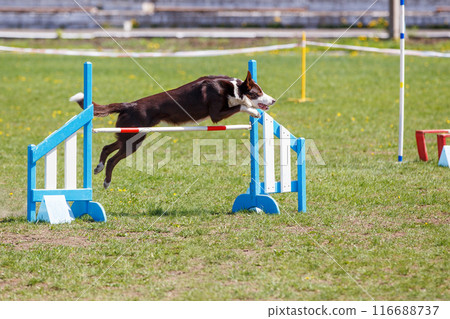 Border Collie jumping over the hurdle on its course in dog agility event Border Collie jumping over the hurdle on its course in dog agility event 116688737