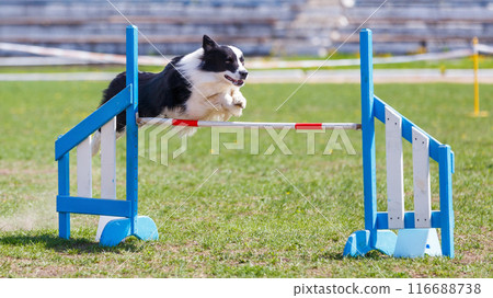 Border Collie jumping over the hurdle on its course in dog agility event 116688738