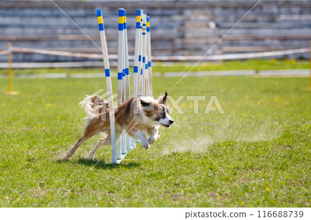 Border Collie running throw the slalom poles on its course in dog agility event Border Collie running throw the slalom poles on its course in dog agility event 116688739