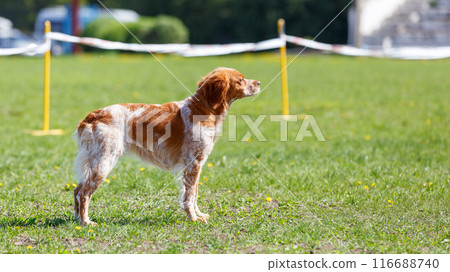 Brittany dog at the start of agility sports event waiting for the command Brittany dog at the start of agility sports event waiting for the command 116688740