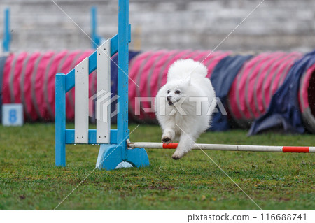 Cute small dog jumping over the hurdle on its course in dog agility event 116688741
