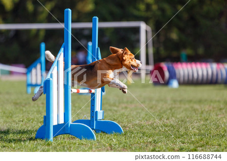Beagle jumping over the hurdle on its course in dog agility event Beagle jumping over the hurdle on its course in dog agility event 116688744